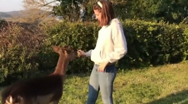 İtalyan ailenin yeni üyesi kendini köpek sanan geyik